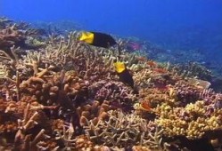 海洋生物视频,揭秘深海生物的神秘世界